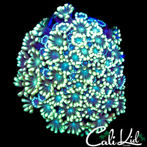 LARGE BI COLOR ALVEOPORA