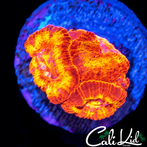 FLAMETHOWER ACAN TRIPLE