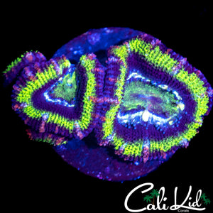 PINK SLICE ACAN TRIPLE