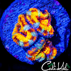 CK BOMBASTIC ACAN TRIPLE