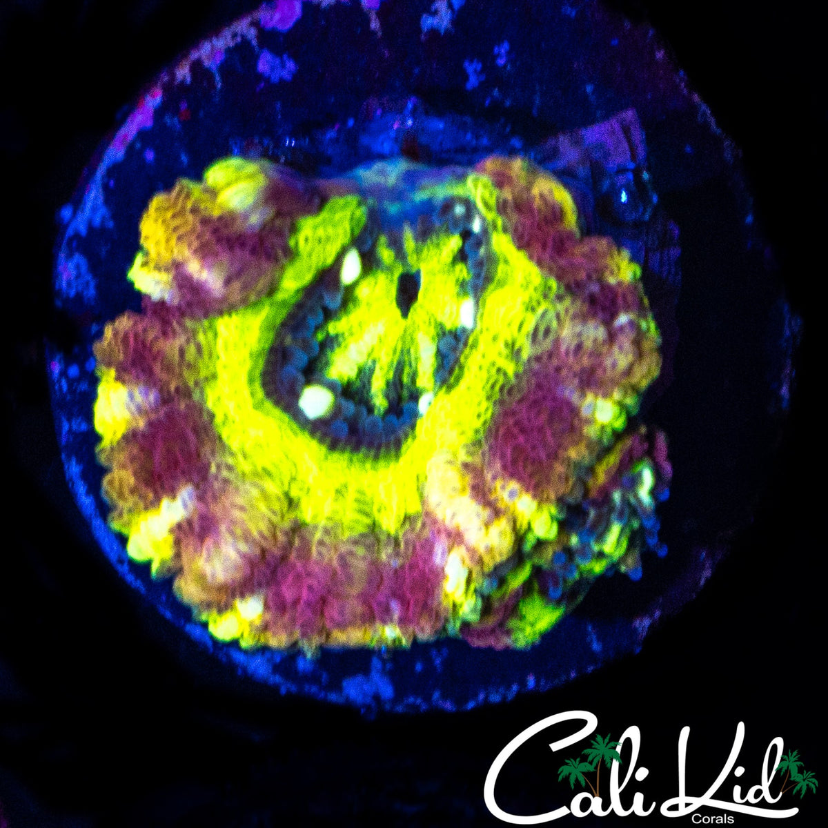 BIG HEAD RAINBOW ASIAN ACAN DOUBLE