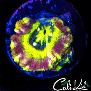 BIG HEAD RAINBOW ASIAN ACAN DOUBLE