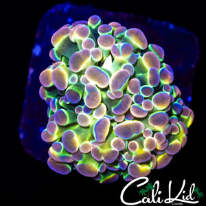 OG HOLOGRAM HAMMER