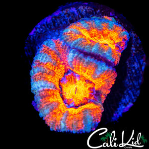 ULTRA ACAN DOUBLE