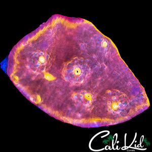 SMOOTH SKIN OXYPORA CHALICE