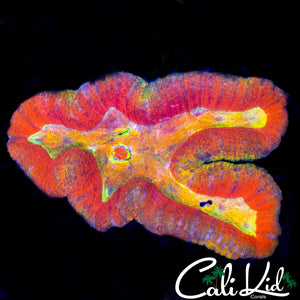 RAINBOW MOUTH SYMPHYLLIA