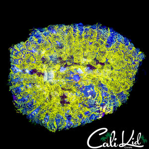 XL SPECKLED MUSHROOM