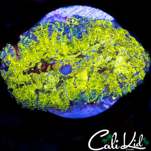 XL SPECKLED MUSHROOM