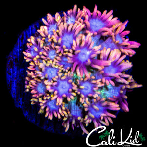 CK UNRELEASED RAINBOW GONI