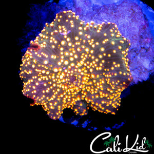 GOLDEN INTERSTELLAR MUSHROOM