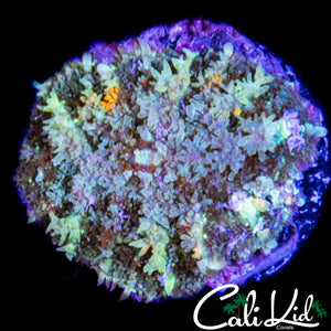 FUZZY BUBBLE MUSHROOM