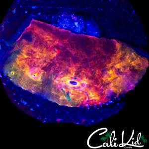 MYSTERY RAINBOW CHALICE