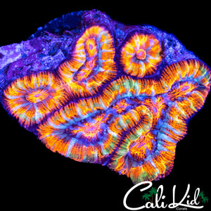 CLOWN EYES WILSONI