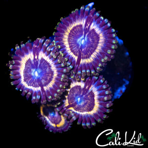 PETROGLYPH ZOA QUAD