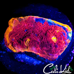 BEAUTIFUL RAINBOW CHALICE