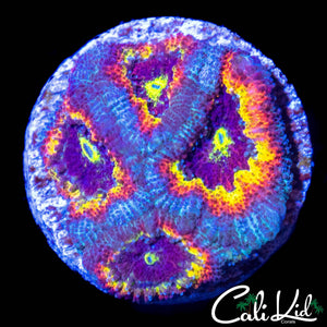 CK FRUITLOOPS MICRO