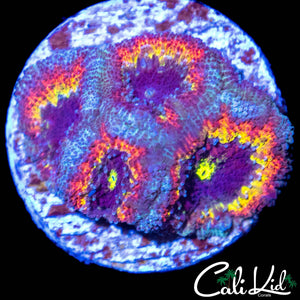 CK FRUITLOOPS MICRO