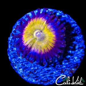 LC RAINBOW PIXIE