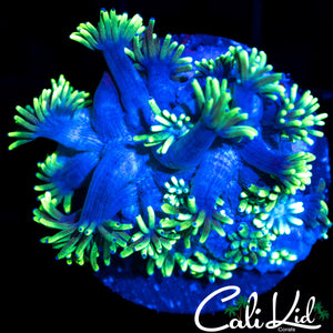 BLUE / GREEN GONI