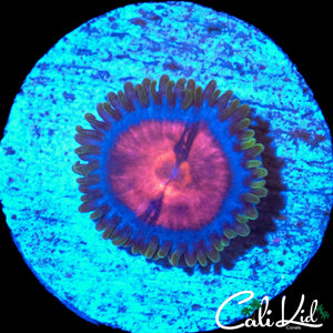MIAMI VICE ZOA