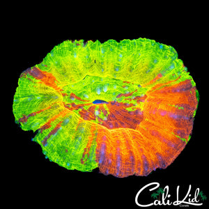 STUNNING 4 COLOR SCOLY