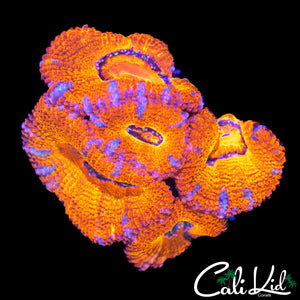 ULTRA ACAN MINI COLONY