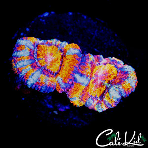 ULTIMATE RAINBOW ACAN DOUBLE