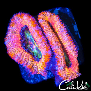 PASTEL RAINBOW ACAN DOUBLE