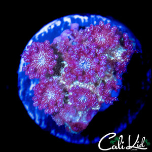 RARE PURPLE GLITTER GONI