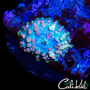 NEPTUNE BOUNCE MUSHROOM