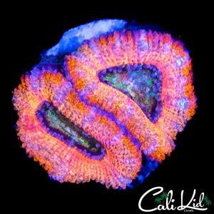PASTEL RAINBOW ACAN DOUBLE