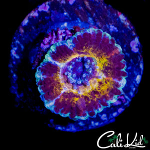 CK BLACK PANTHER ACAN