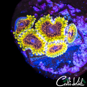 NORTHERN LIGHTS MINI COLONY