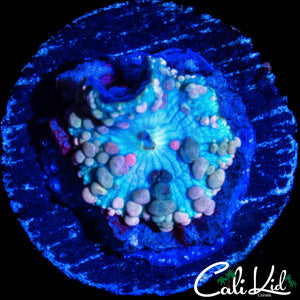 NEPTUNE BOUNCE MUSHROOM