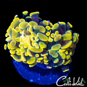 BEAUTIFUL GOLDEN BRANCHING HAMMER