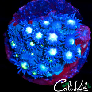 BLUE MANGO GONI
