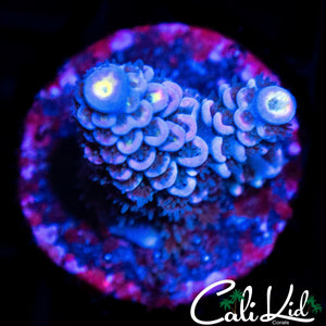 RAINBOW TENIUS FRAG