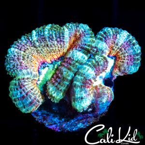 RARE ASIAN ACAN DOUBLE