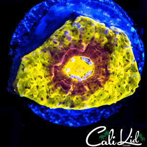 SOLOMAN'S EYE CHALICE