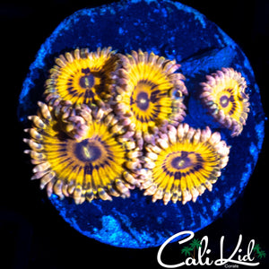 STRATOCASTER TYPE MINI COLONY