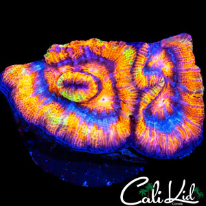 ULTRA RAINBOW WILSONI