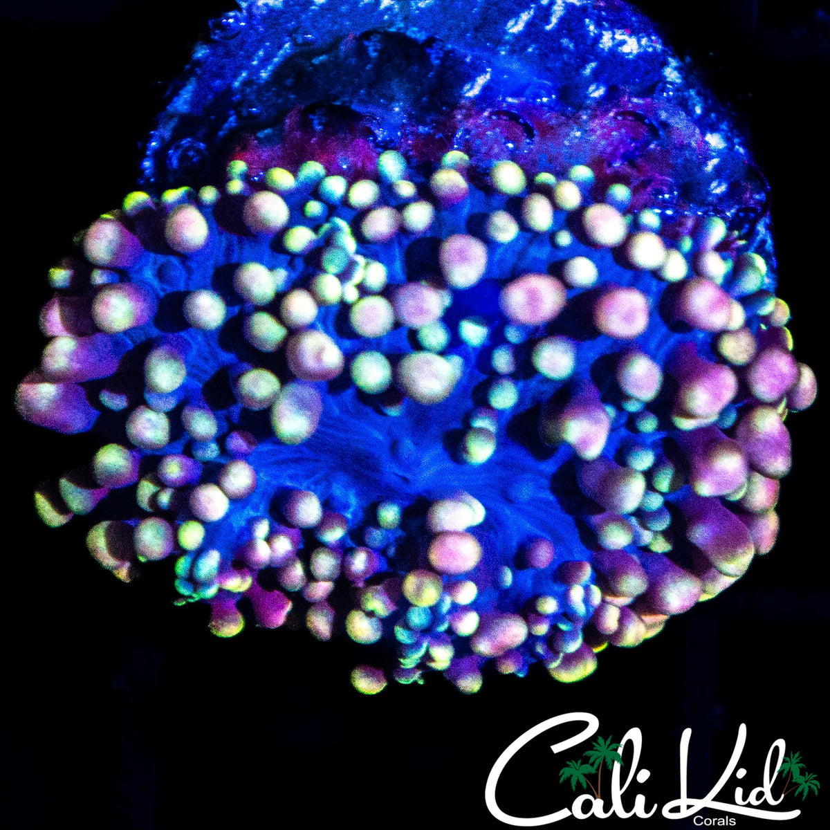 CK SANGRIA MUSHROOM