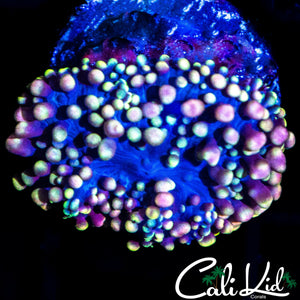 CK SANGRIA MUSHROOM