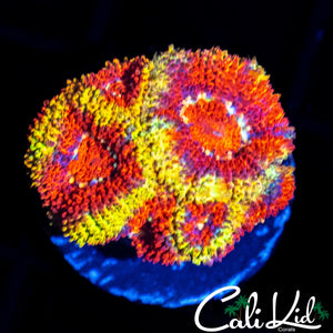 CK FIREWATER MICRO