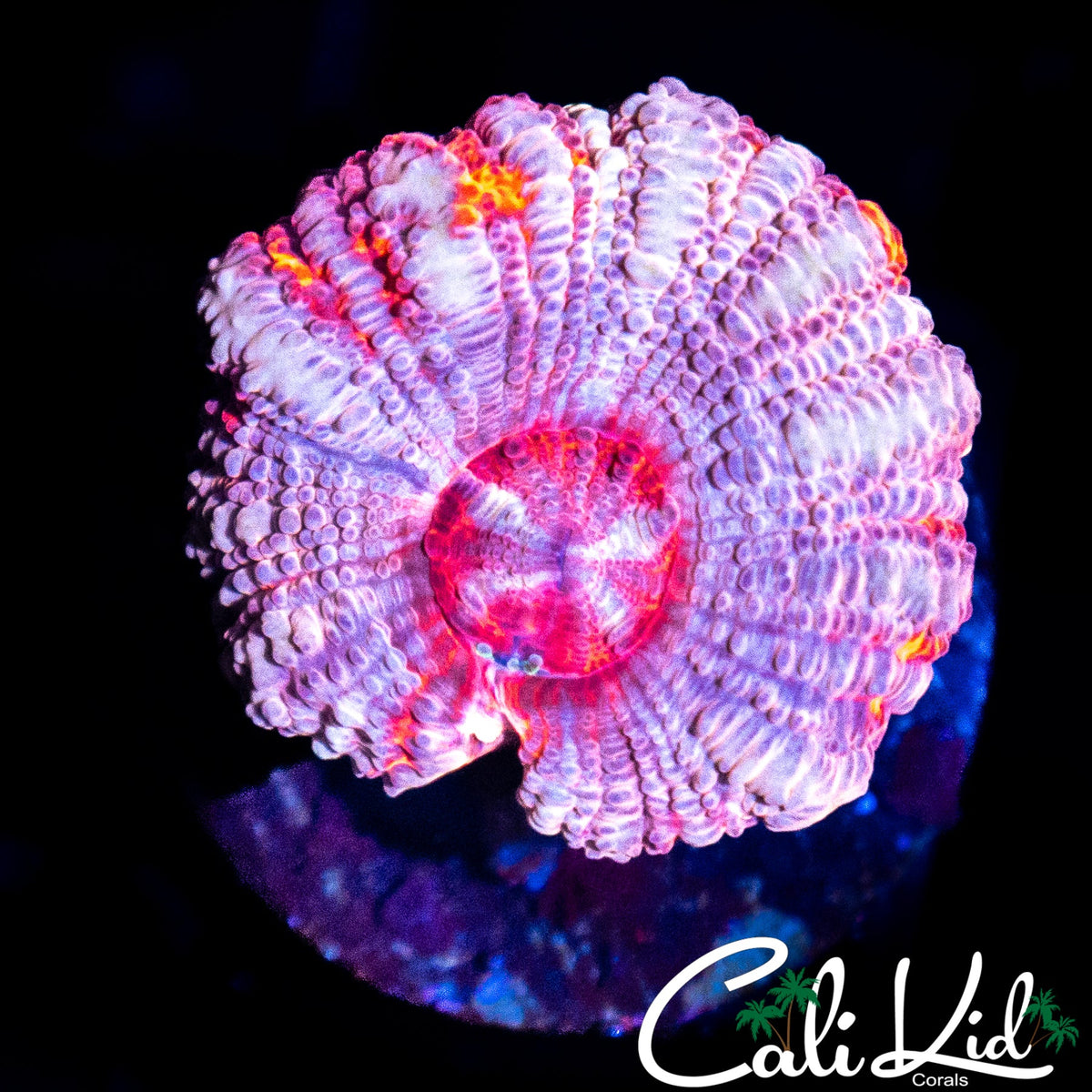 RARE ASIAN ACAN