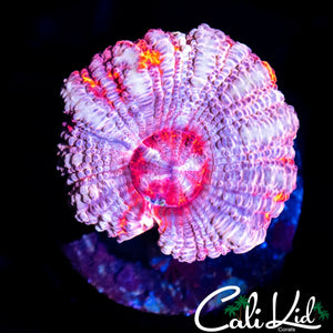 RARE ASIAN ACAN