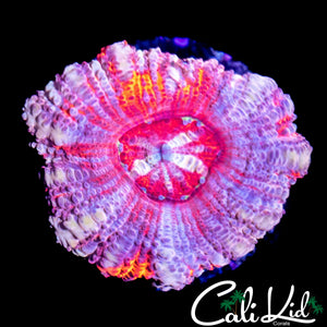 RARE ASIAN ACAN