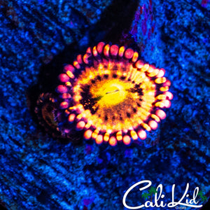 MYSERY ZOA DOUBLE