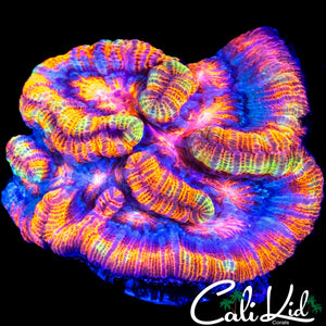 RAINBOW WILSONI