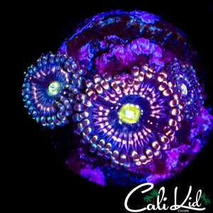 INTERSTELLAR ZOA TRIPLE